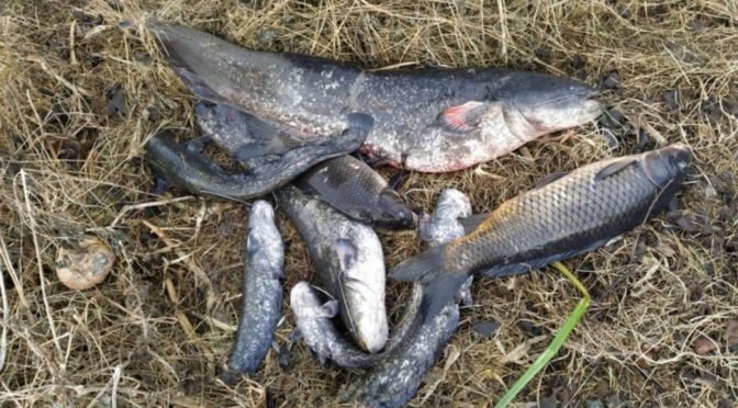 Rybáři vylovili z Labe ve Štětí na Litoměřicku stovky uhynulých ryb, případem se zabývá policie
